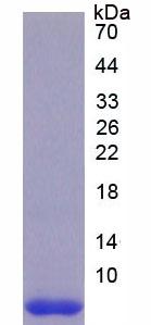 Figure 3. SDS-PAGE