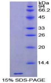Figure 1. SDS-PAGE