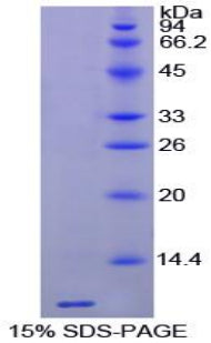 Figure 1. SDS-PAGE