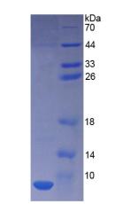 Figure 3. SDS-PAGE