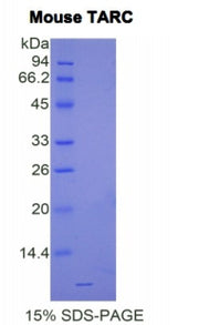 Figure 1. SDS-PAGE