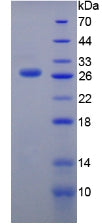 Figure 2. SDS-PAGE