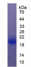 Figure 2. SDS-PAGE