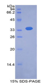 Figure 1. SDS-PAGE