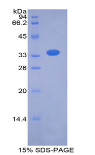 Figure 1. SDS-PAGE