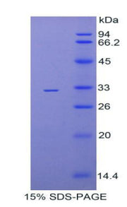 Figure 1. SDS-PAGE