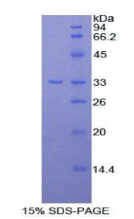 Figure 1. SDS-PAGE