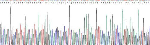 Recombinant Human Tissue Factor (TF)