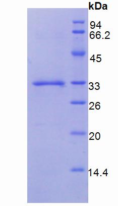 Figure 3. SDS-PAGE