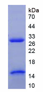 Figure 1. SDS-PAGE