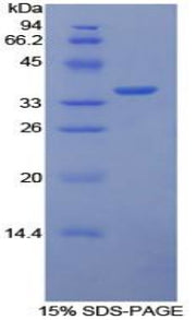 Figure 1. SDS-PAGE