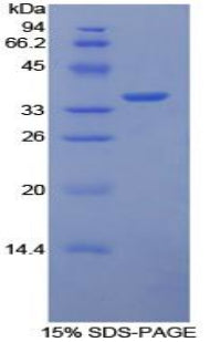 Figure 1. SDS-PAGE