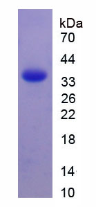 Figure 1. SDS-PAGE
