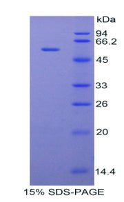 Figure 1. SDS-PAGE