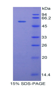 Figure 1. SDS-PAGE