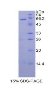 Figure 1. SDS-PAGE