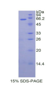 Figure 1. SDS-PAGE