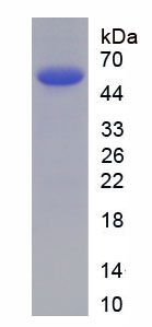 Figure 2. SDS-PAGE
