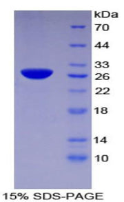 Figure 1. SDS-PAGE