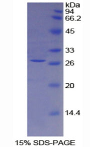 Figure 1. SDS-PAGE
