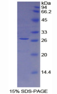Figure 1. SDS-PAGE