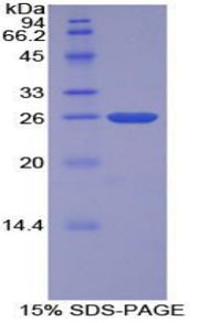 Figure 1. SDS-PAGE