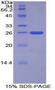 Figure 1. SDS-PAGE