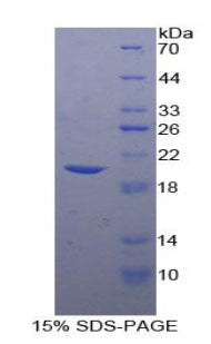 Figure 1. SDS-PAGE