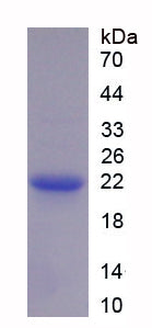 Figure 1. SDS-PAGE