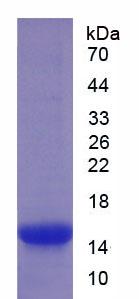 Figure 2. SDS-PAGE