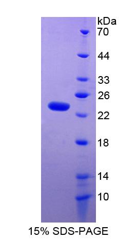 Figure 1. SDS-PAGE