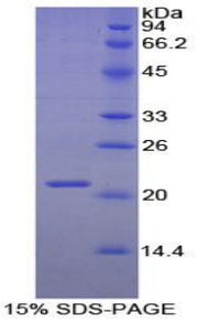 Figure 1. SDS-PAGE