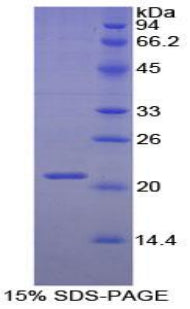 Figure 1. SDS-PAGE