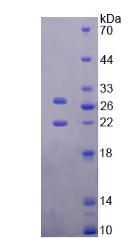 Figure 3. SDS-PAGE