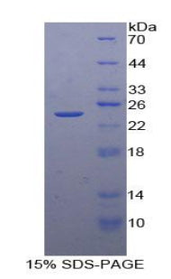Figure 1. SDS-PAGE