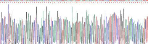 Recombinant Mouse Tissue Inhibitors Of Metalloproteinase 4 (TIMP4)
