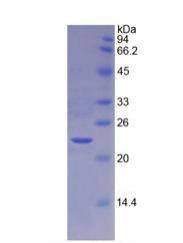 Figure 3. SDS-PAGE