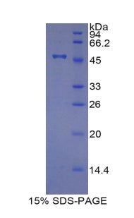 Figure 1. SDS-PAGE