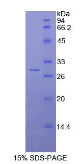 Figure 1. SDS-PAGE