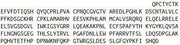 Recombinant TNF Receptor Associated Factor 4 (TRAF4), RPU44056