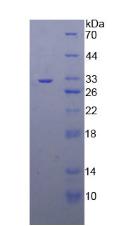 Figure 2. SDS-PAGE