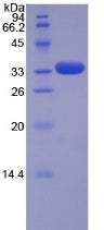Figure 2. SDS-PAGE