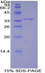 Figure 1. SDS-PAGE