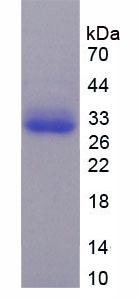 Figure 3. SDS-PAGE
