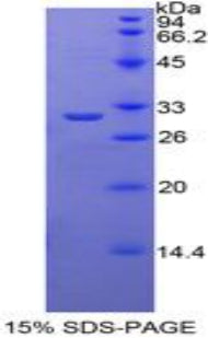 Figure 1. SDS-PAGE