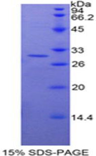 Figure 1. SDS-PAGE
