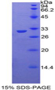 Figure 1. SDS-PAGE