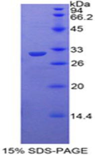Figure 1. SDS-PAGE