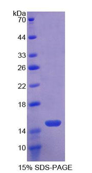 Figure 1. SDS-PAGE