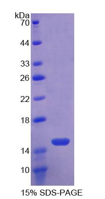 Figure 1. SDS-PAGE